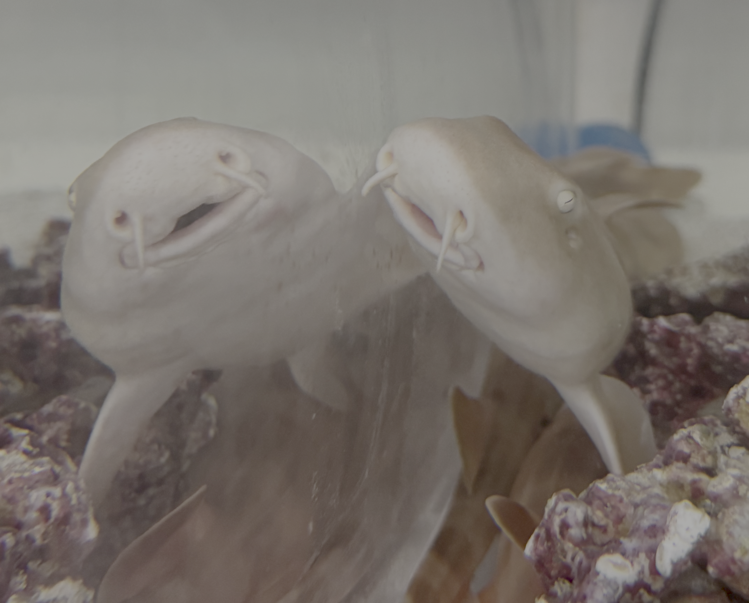 A bamboo shark swims near its reflection